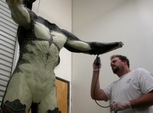 Painting Wolf's body.